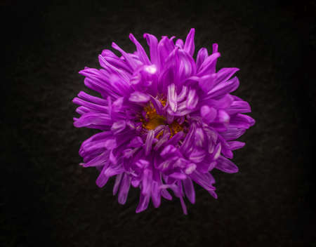 Top view of a flower on black background. Selective focus.の写真素材