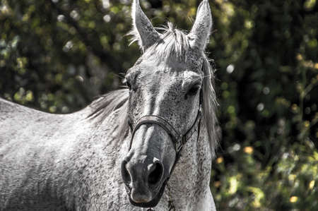 White horse close upの写真素材