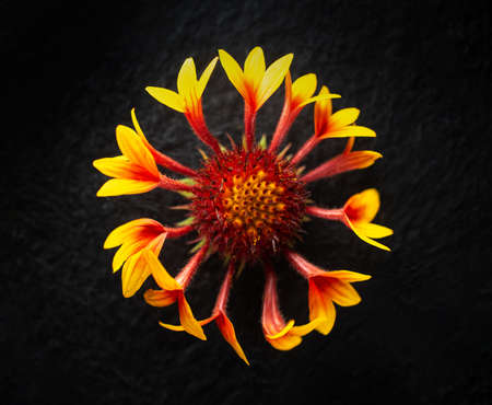 One flower on black background. For design. Nature.の写真素材