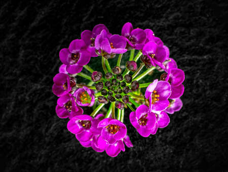 Beautiful flower on a black background. Photo from above.の写真素材
