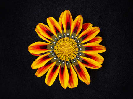 Top view of a flower on black background. View from above.の写真素材