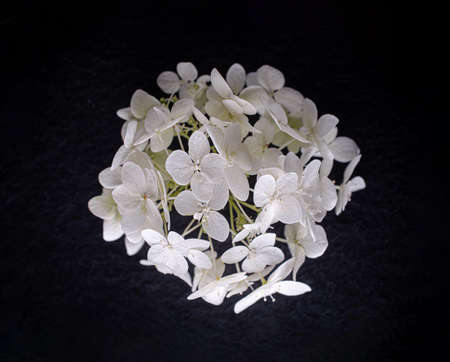 Top view of a flower on black background. View above.の写真素材
