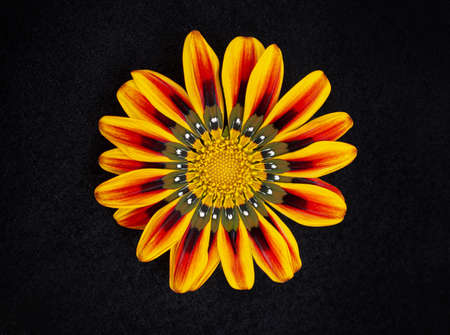 Delicate flower on a black background. View above.の写真素材