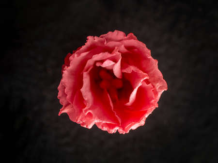 One flower on a black background. Bright and beautiful flower.の写真素材