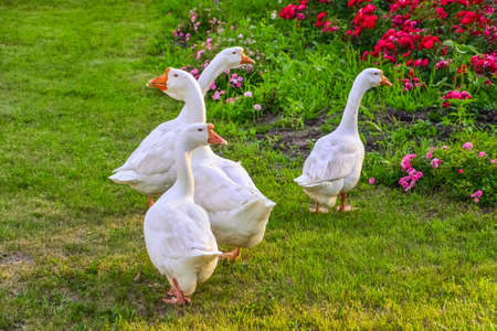 white gooses on a green grassの写真素材