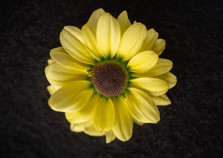 Top view of a flower on black background. View above.の写真素材