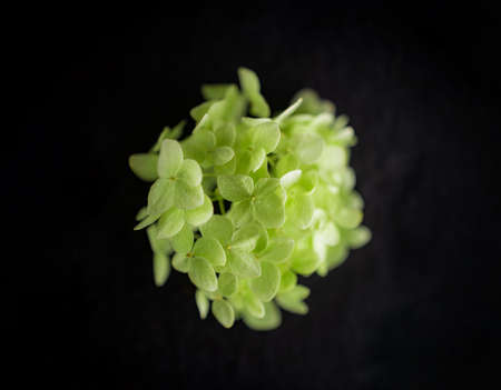 Close-up of flower on black background. On black background.の写真素材