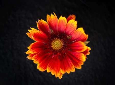 Studio shot of flower on black background. View above.の写真素材
