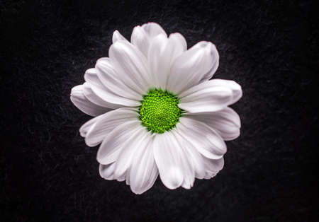 Studio shot of flower on black background. Closeup. Nature.の写真素材