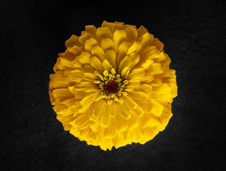 Delicate flower on black background. Studio shot.の写真素材