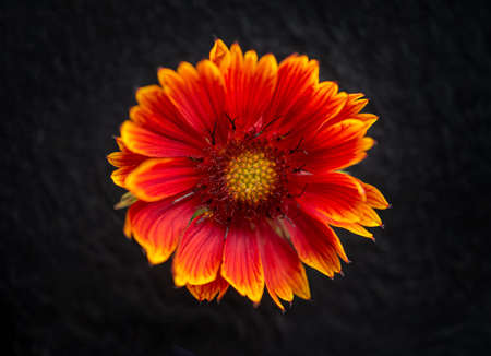 Beautiful flower on black background. For design. Nature.の写真素材