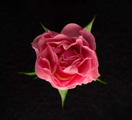 Top view of a flower on a black background. Closeup.の写真素材