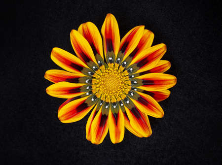 Top view of a flower on black background. Photo from above.の写真素材