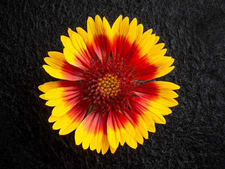 Top view of a flower on black background. Closeup.の写真素材