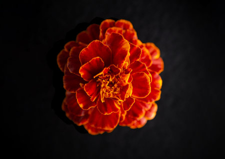 Beautiful flower on black background. View from above.の写真素材