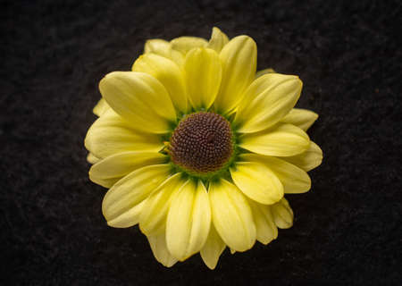 Studio shot of flower on black background. Photo from above.の写真素材