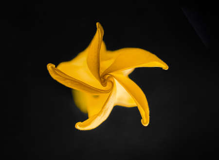 Top view of a flower on black background. View above.の写真素材