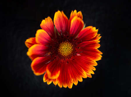Studio shot of flower on a black background. Studio shot.の写真素材