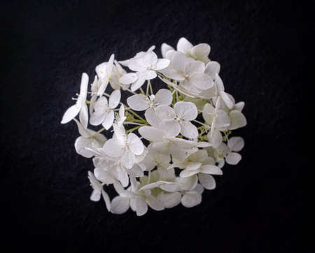 Top view of a flower on a black background. Flat lay, top view.の写真素材