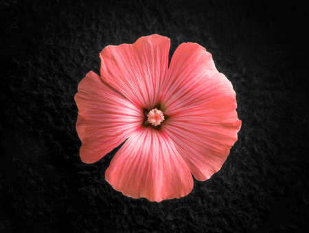 Studio shot of flower on black background. Close up.の写真素材