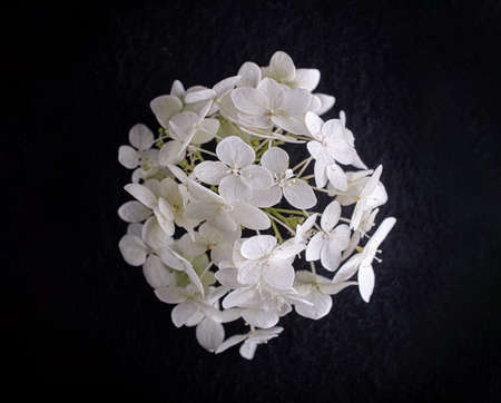 Studio shot of flower on a black background. Studio shot.の写真素材