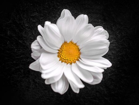 Beautiful flower on black background. Bright and beautiful flower.の写真素材