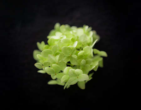 Studio shot of flower on black background. Bright and beautiful flower.の写真素材