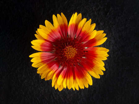 Delicate flower on a black background. Flat lay, top view.の写真素材
