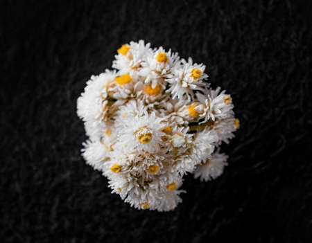 Studio shot of flower on black background. Studio shot.の写真素材