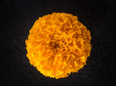 Close-up of flower on black background. Closeup.の写真素材
