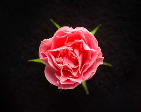 Top view of a flower on black background. For design. Nature.の写真素材