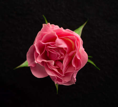 Top view of a flower on a black background. On black background.の写真素材