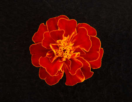 Top view of a flower on black background. Studio shot.の写真素材