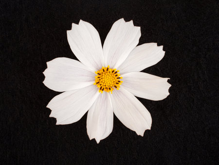 Delicate flower on black background. Decorative flowers.の写真素材