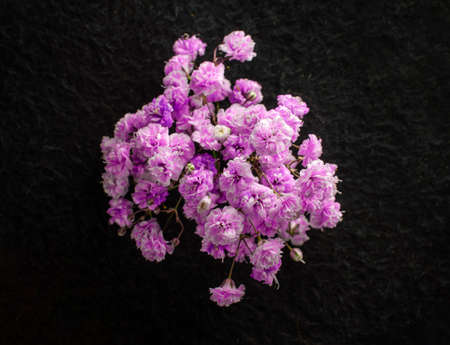 Top view of a flower on black background. Closeup. Nature.の写真素材