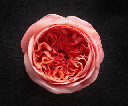 One flower on black background. On black background.の写真素材