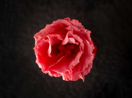 One flower on black background. Bright and beautiful flower.の写真素材