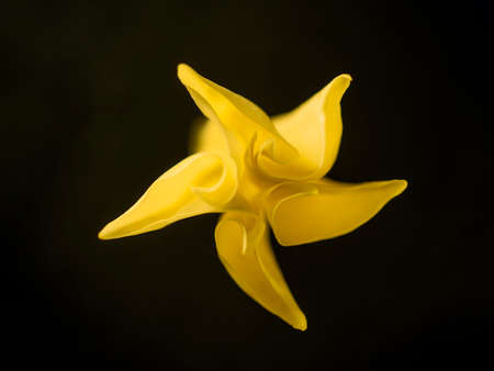 Studio shot of flower on black background. Closeup. Nature.の写真素材