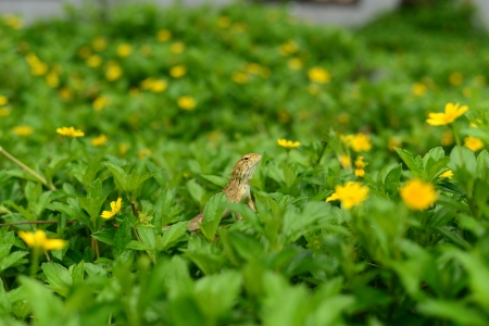 GARDEN FENCE LIZARD IN THE NATUREの写真素材