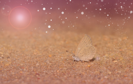 Grey butterfly on sand with fantasy lightingの写真素材