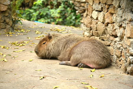 Capybaraの写真素材