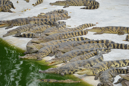 Crocodile in the waterの写真素材