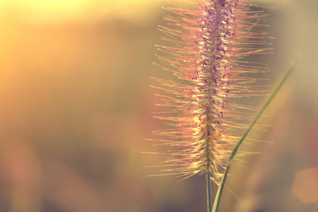 gramineae grass or foxtail grass and sunset in the back