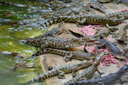 Young crocodile in farm eat some foodの写真素材