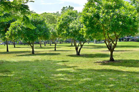 many tree in the parkの写真素材