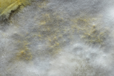 closeup old bread moldの写真素材