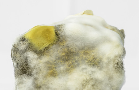 a bread mold isolate on white backgroundの写真素材