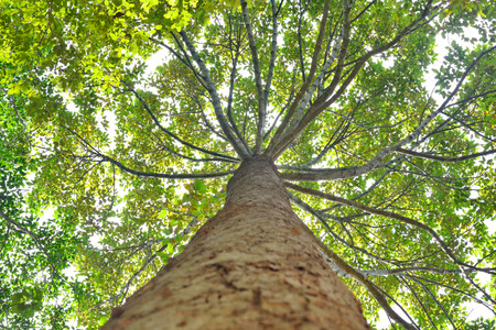 big tree looking up view and many branch leave green