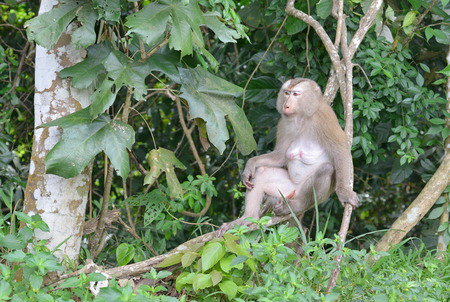monkey relax on tree in the national park