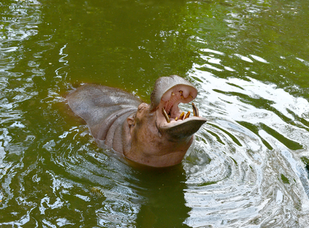 hippopotamus open mount waiting for food in the zoo